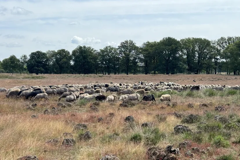 holtingerveld-juli-10-2048x1536