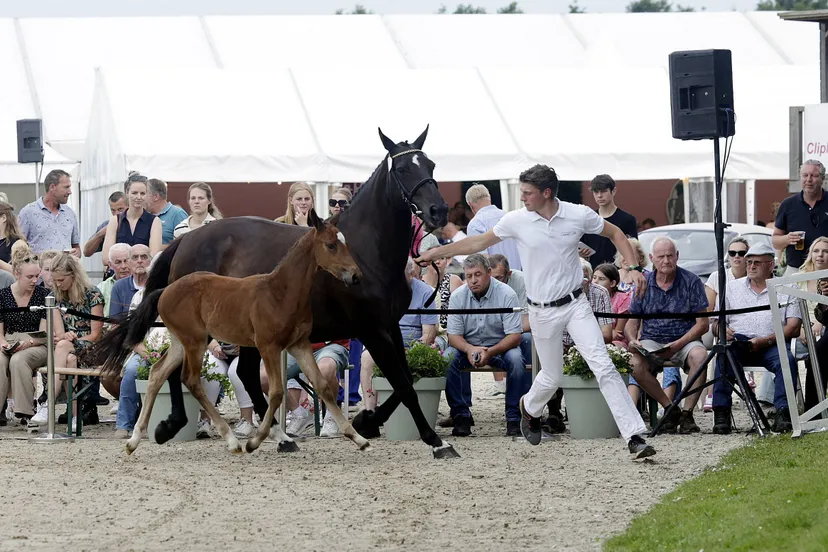 Summer Sale CH De Wolden Foto Hans Khoe