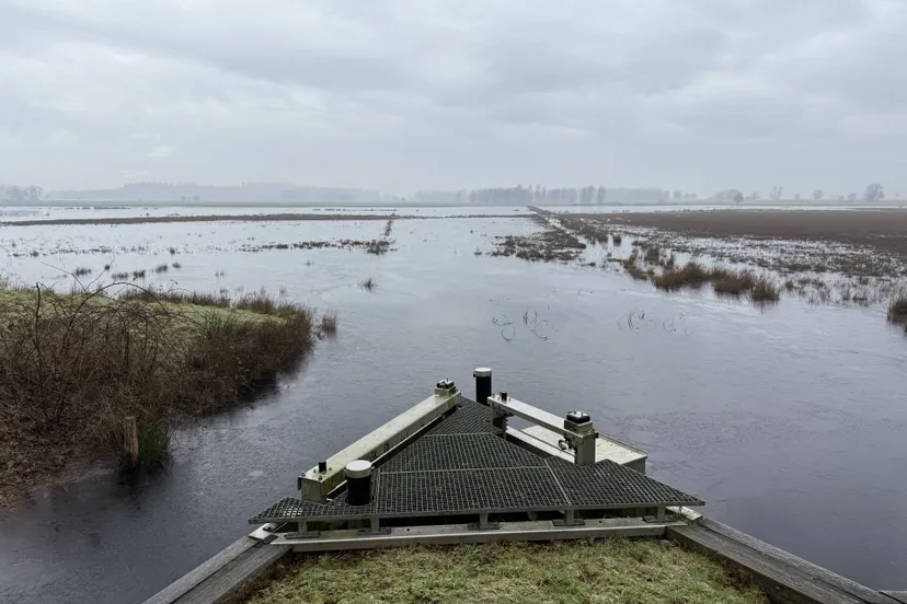 WDOD Ruiner-Aa-december-2025-_4_ (1)