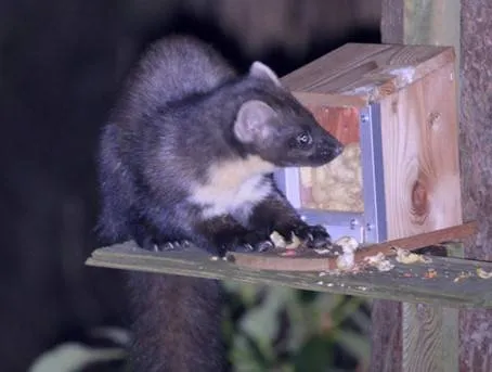 Zuidwolde steenmarter foto M Maas Geesteranus