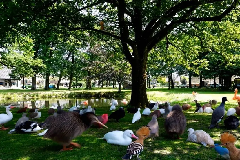 Dwingeloo vogels op de brink