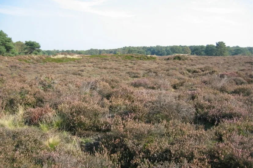 bakkeveense duinen