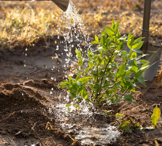 besproeien plant met gieter