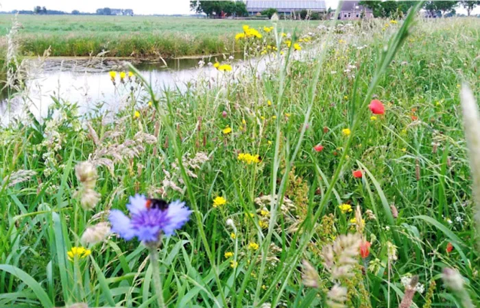 de fryske marren buorkje mei wearde 002