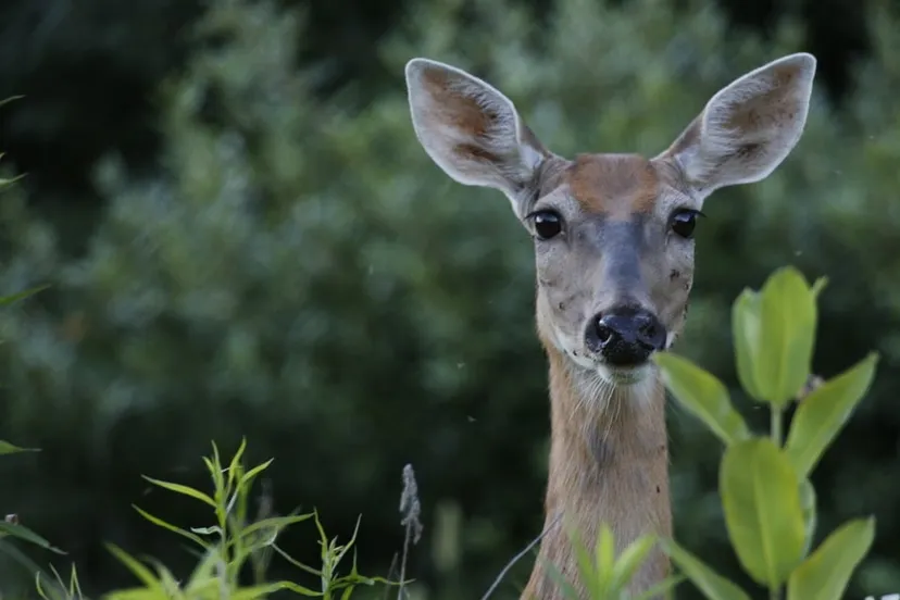 deer 3764290 960 720