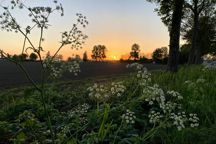 fluitenkruid img 5530