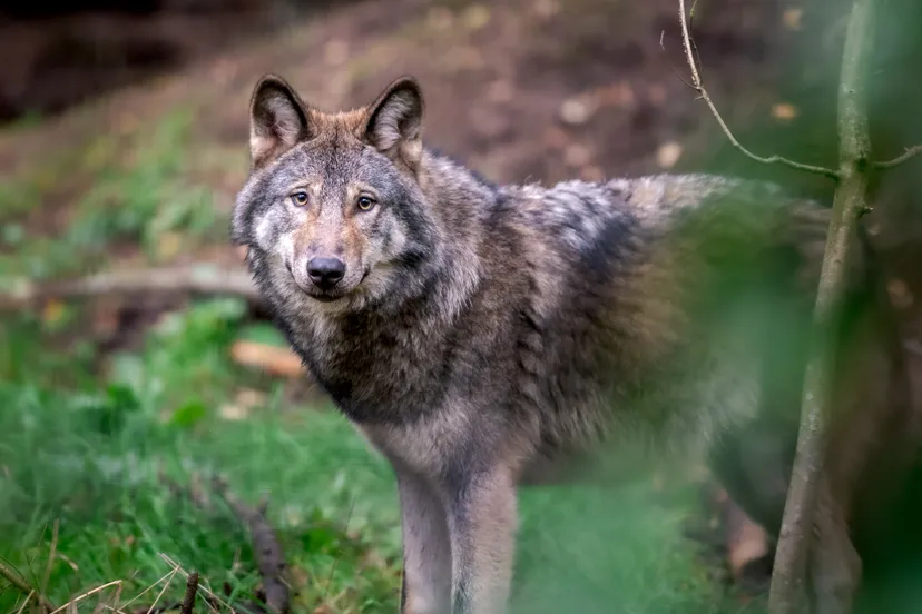 foto centraal europese wolf in nederland