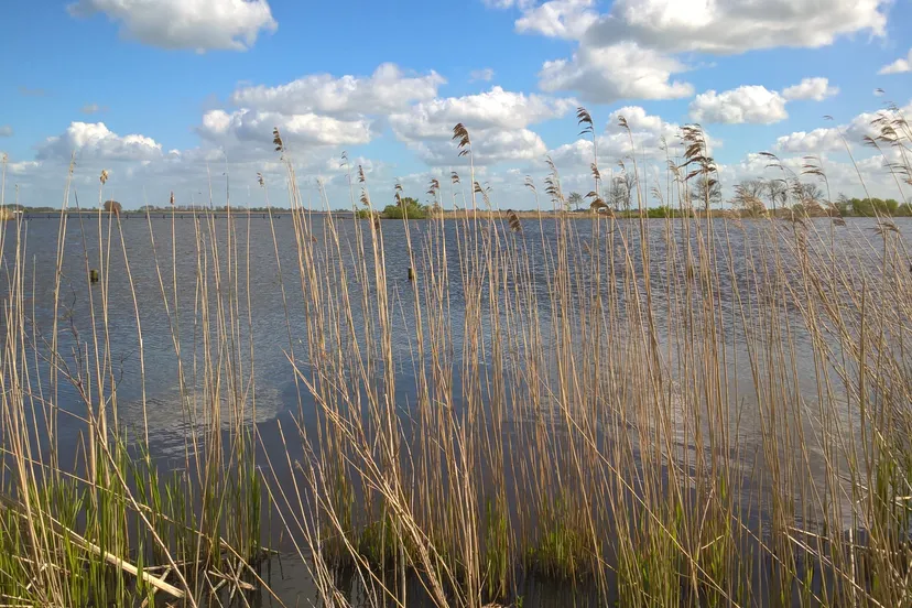 foto friese merengebied 186 lv