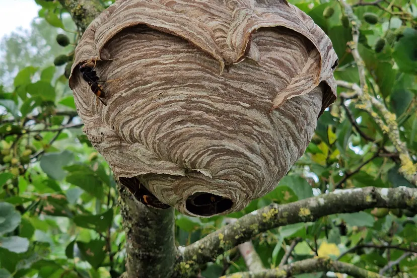 foto van nest jubbega foto rob voesten