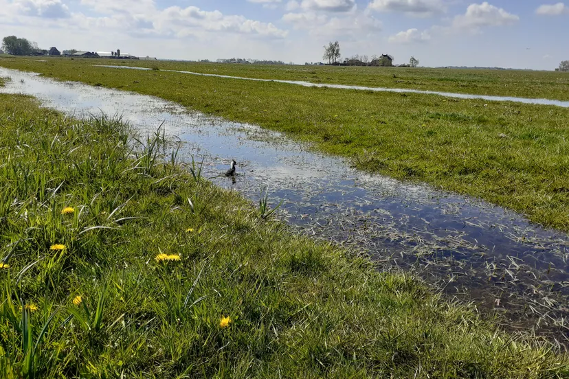 foto weidevogelgebied