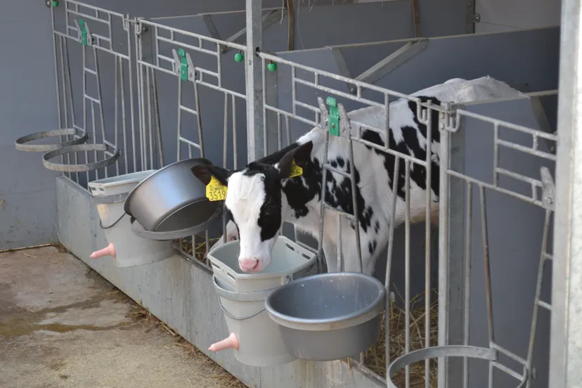 friese boeren dsc 0033