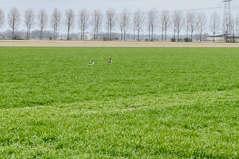 ganzen aan de havenweg img 4980