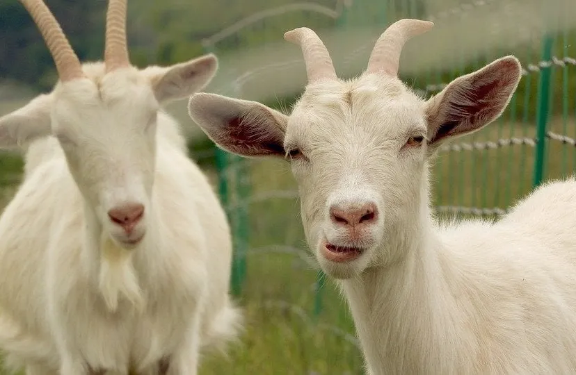 goat 5324233 960 720