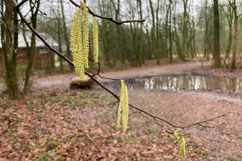 hazelaar voorsterbos januari 2021 img 4368
