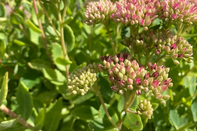 hemelsleutel img 6774