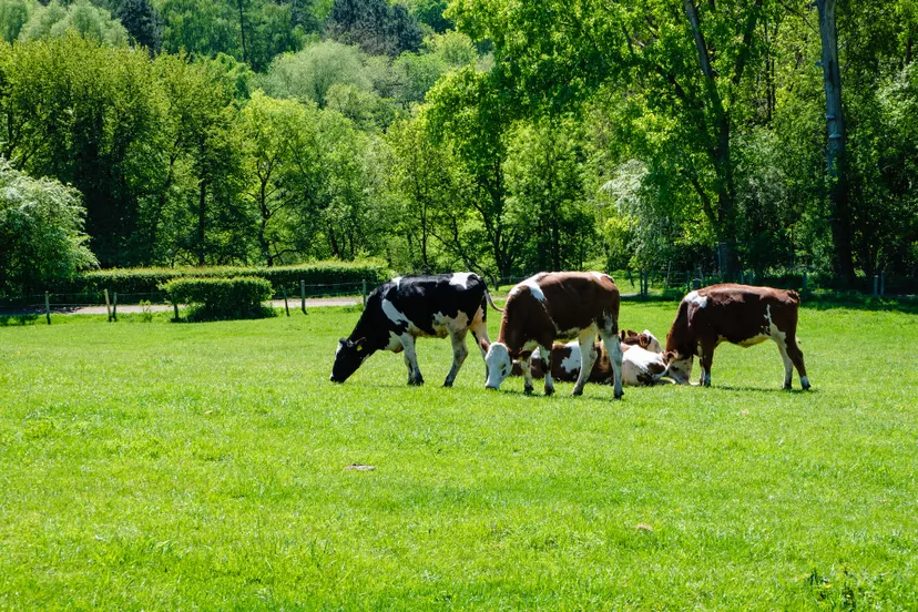 herd of cows grazing on the pasture during daytime