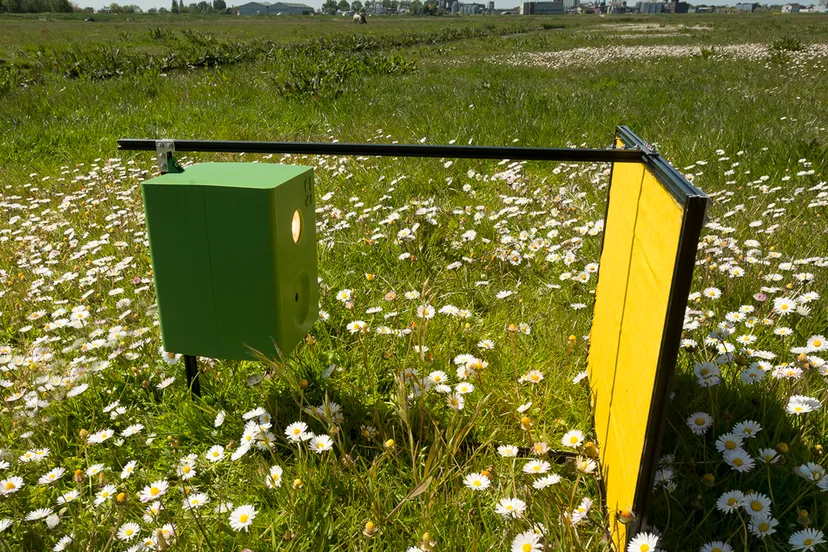 insectencamera diopsis