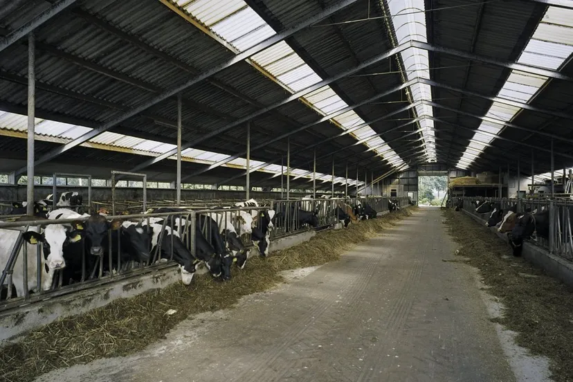 interieur overzicht koeienstal zeewolde 20410317 rce