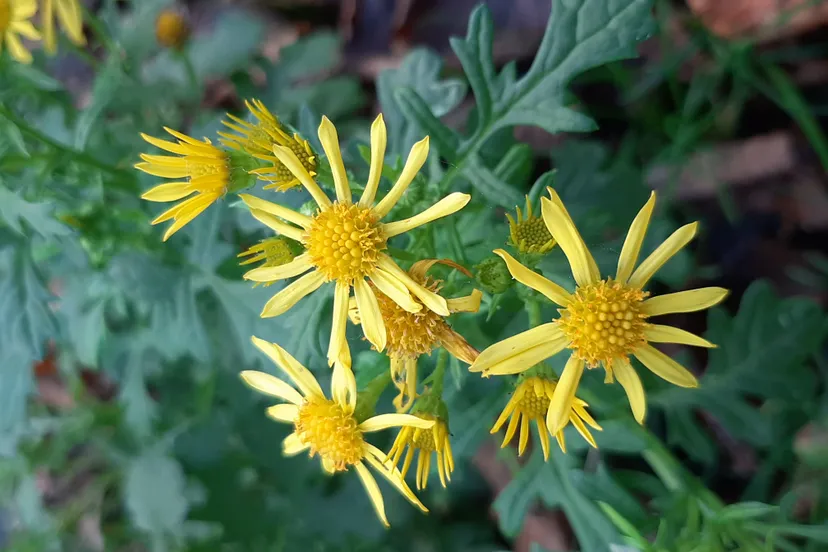 jakobskruiskruid hinko talsma