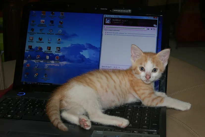 kitten 69254 960 720