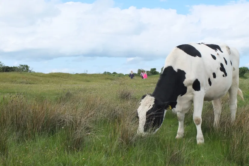 koe op schiermonnikoog