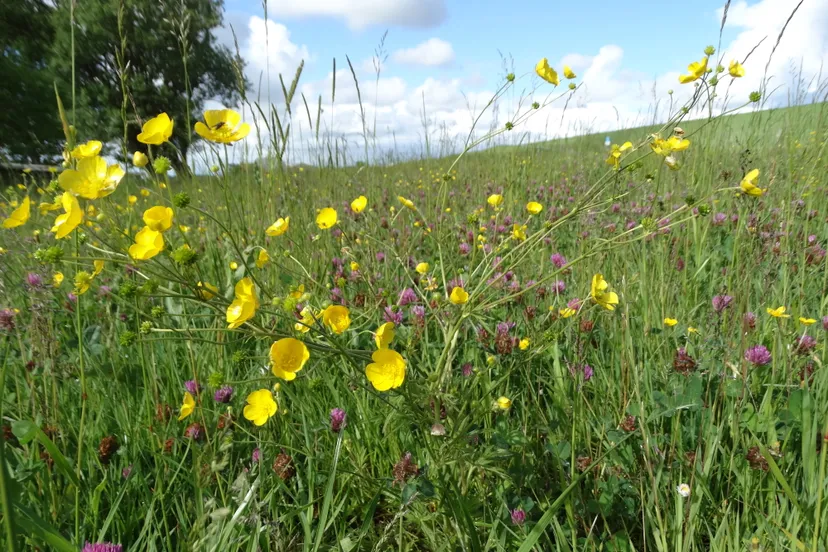 kruidenrijke berm aan de voet van de dijk nabij het noarderleech foto wetterskip fryslan