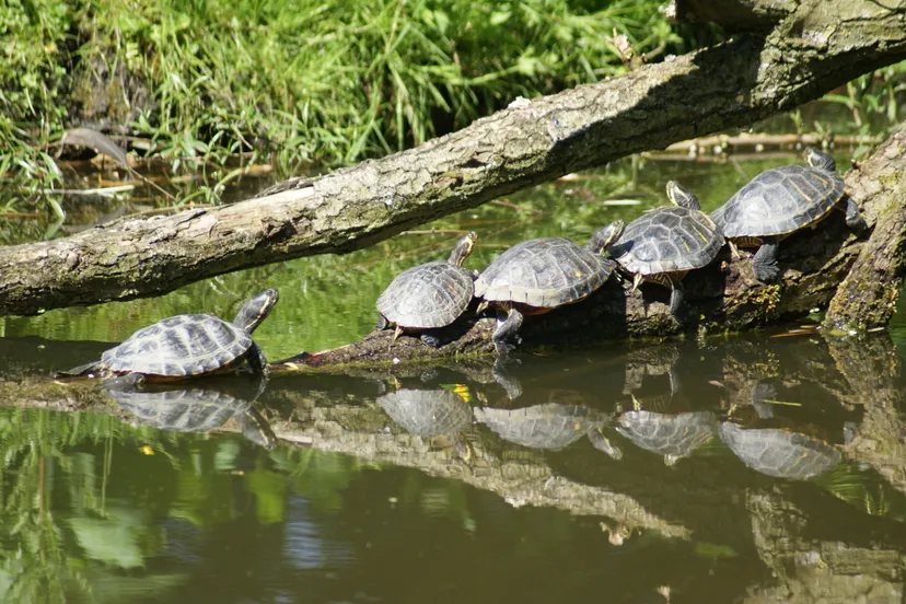 lettersierschildpadden albert erik de winter