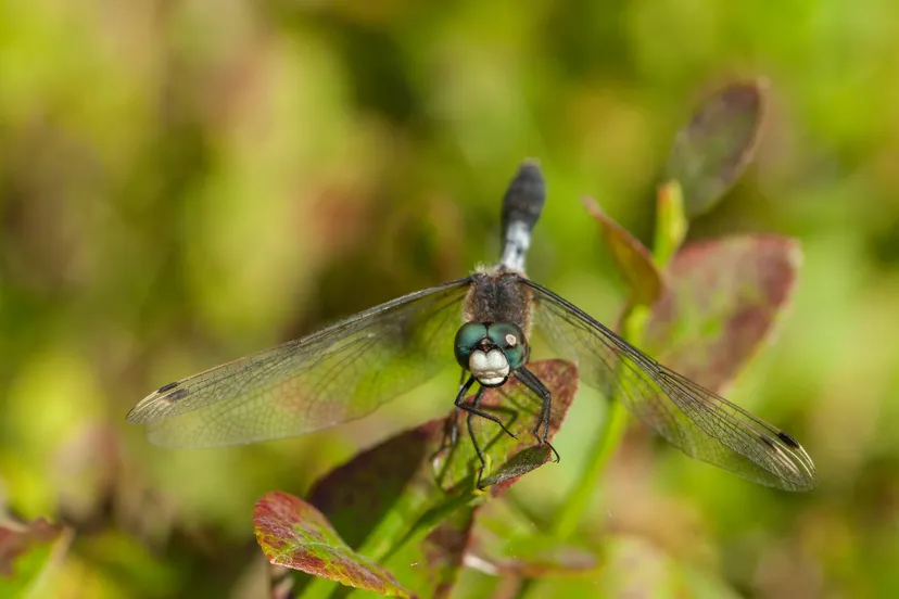 lilypad whiteface dragonfly witsnuitlibelle