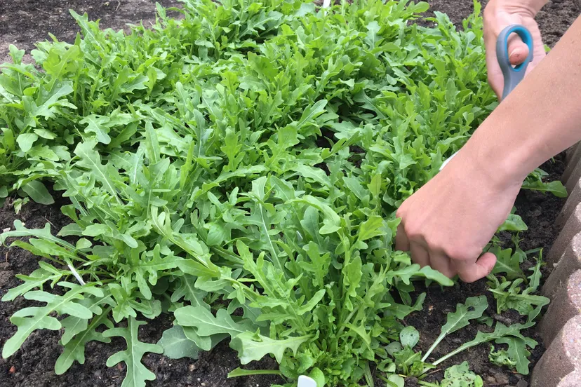 naakt tuinieren img 1421