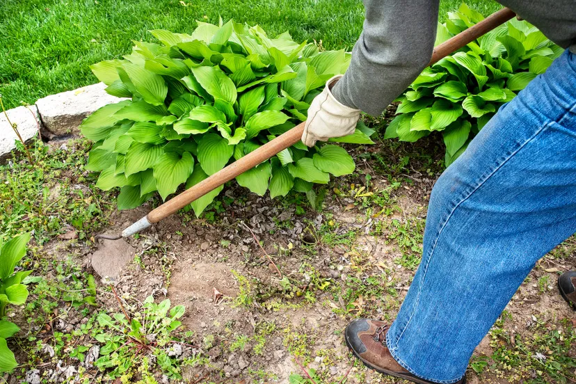 onkruid verwijderen foto shutterstock