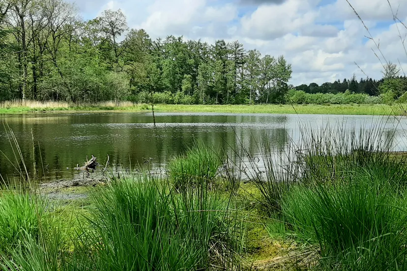 oude bosch 2 kleine ven links van de weg