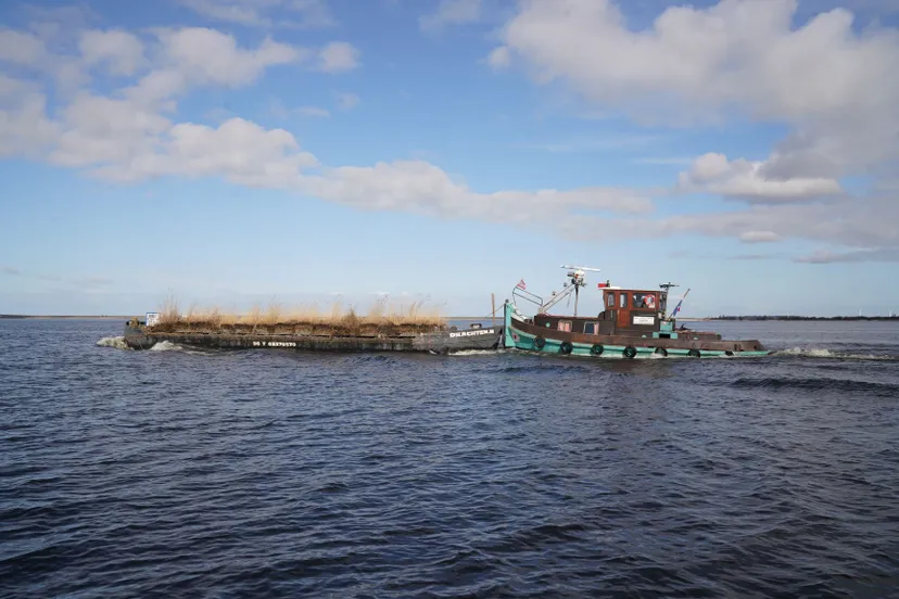 rietvervoer van makkumer noordwaard naar vismigratierivier kl copyright hans den hartog