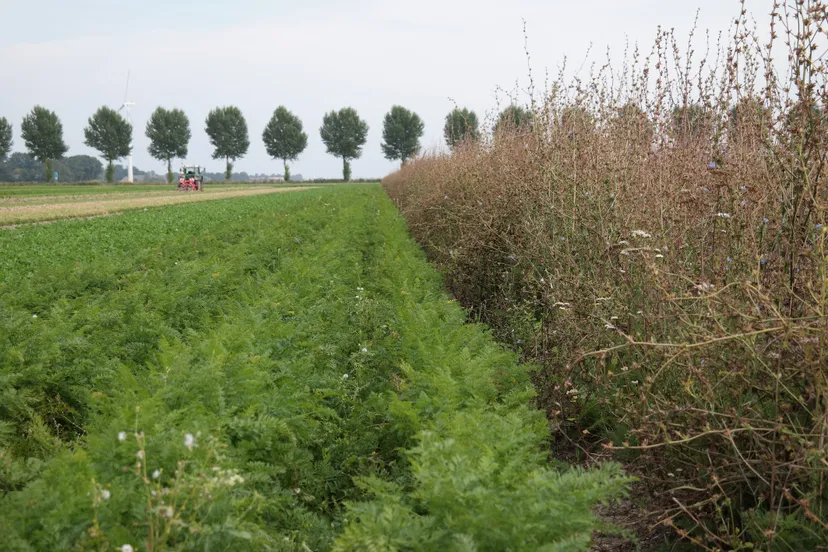 strokenteelt sam 4140