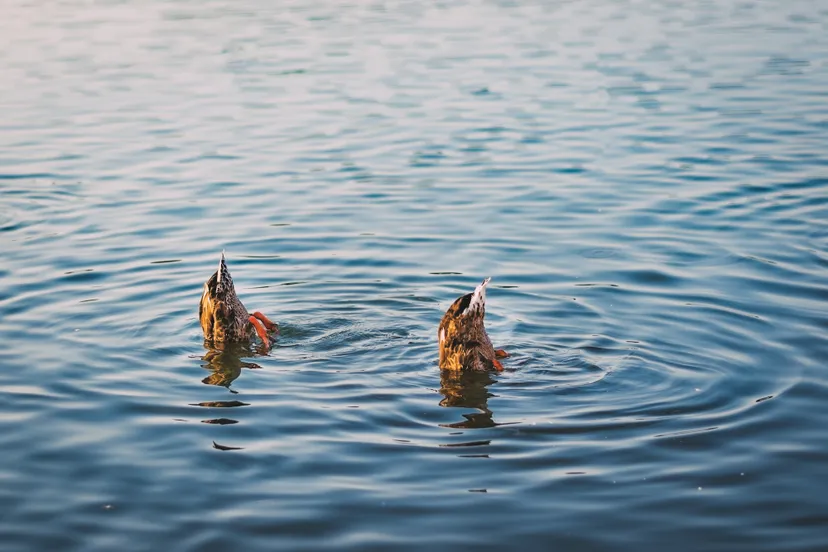 tranquil lake with two mallard ducks