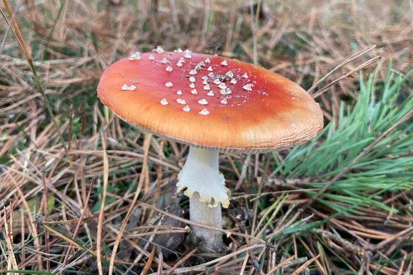 vliegenzwam img 7615