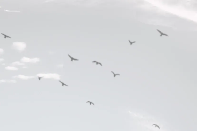 vogels vrijheid pexels 1920 x 1220