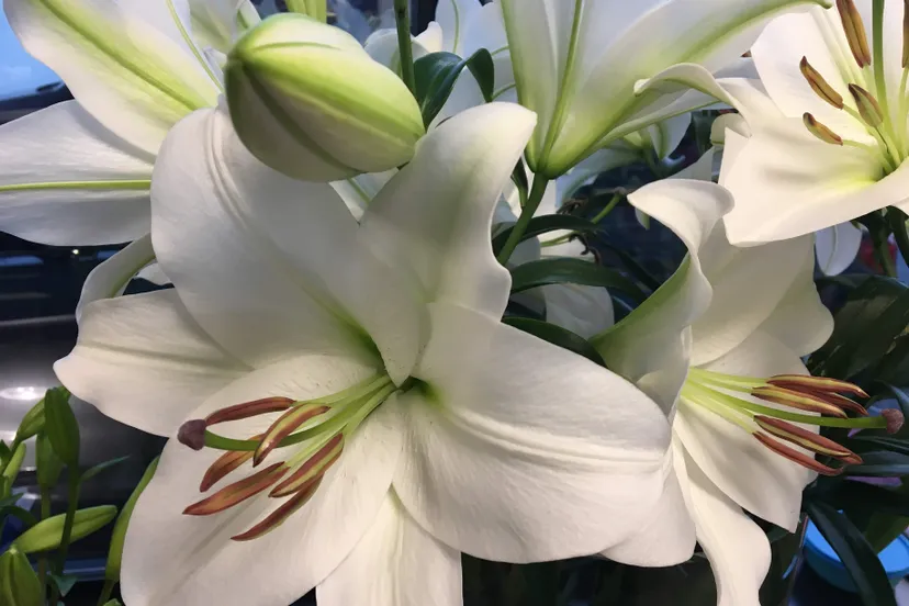 witte lelie img 6437