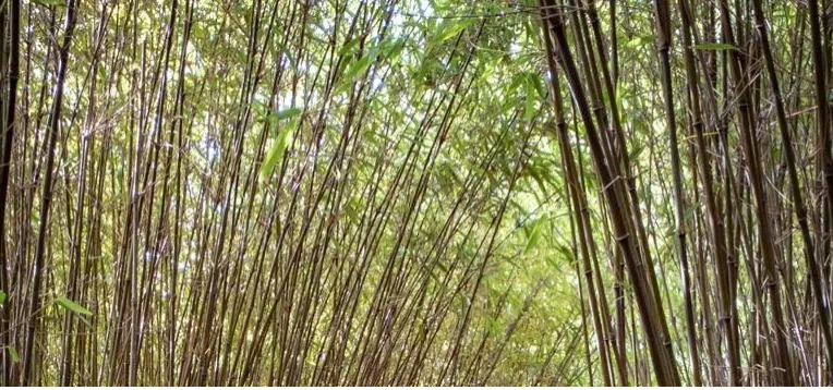 bamboe