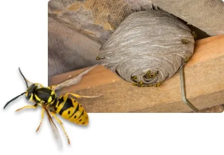 wespenvoorspelling 20252