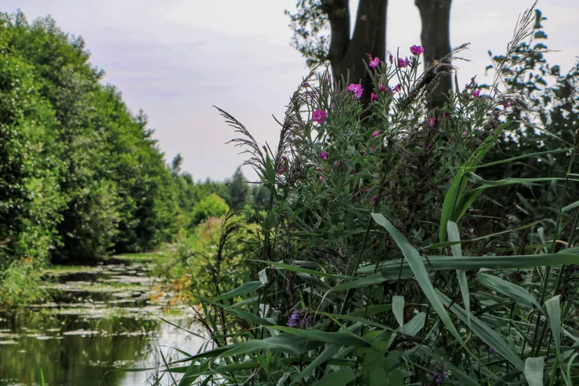 Natuur bij Twizelermieden