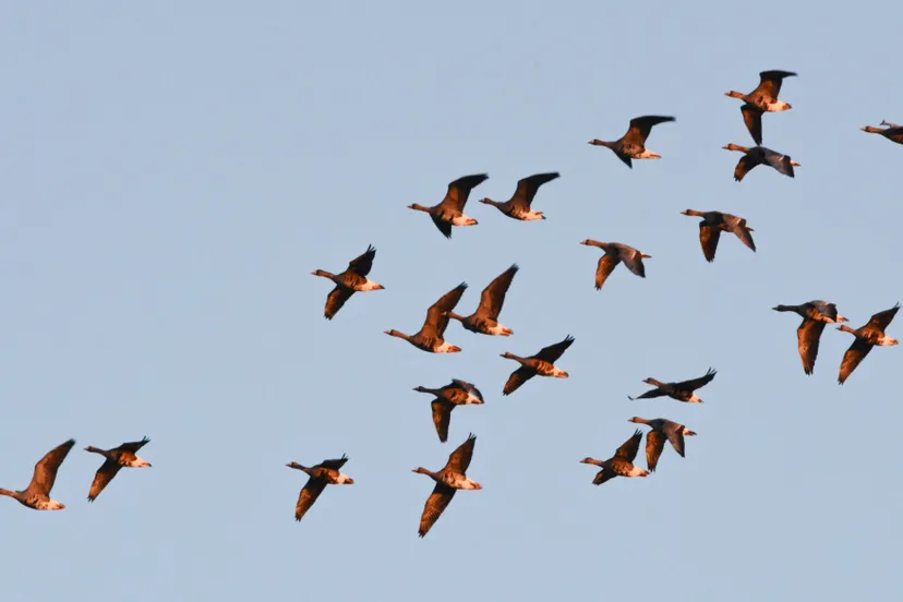 ganzen diversen-2545