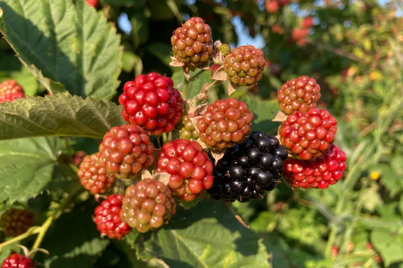 fruitpluktuin-rutten-2022-img-0496