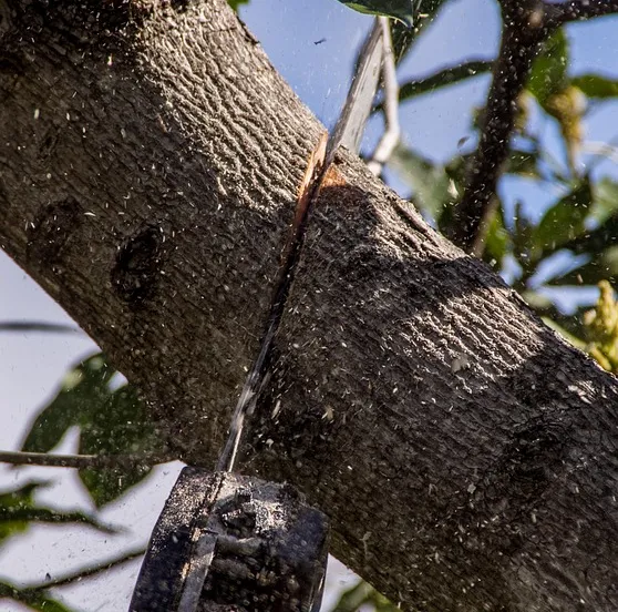 kettingzaag-paxabaycom