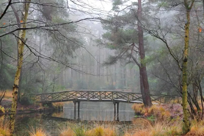 Bosvijver Elfbergen door Tanja Postma