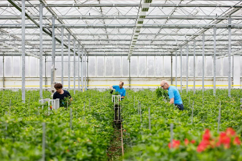 missalstroemeria-20260115_030 (1)