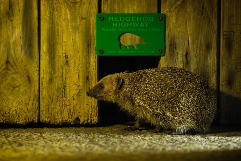 Credit - Christopher Morgan & Hedgehog Street