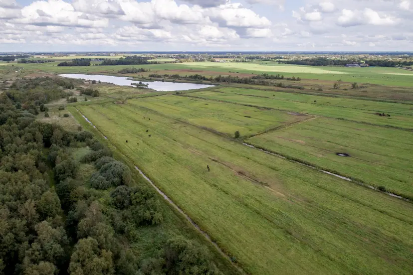 Foto grondplan (natuurgebied Alde Feanen)