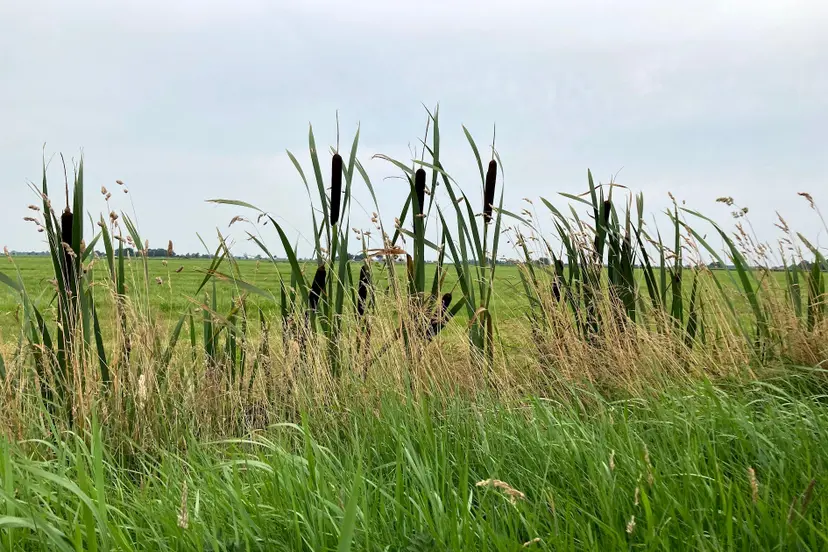natuur-dfm-img-6309