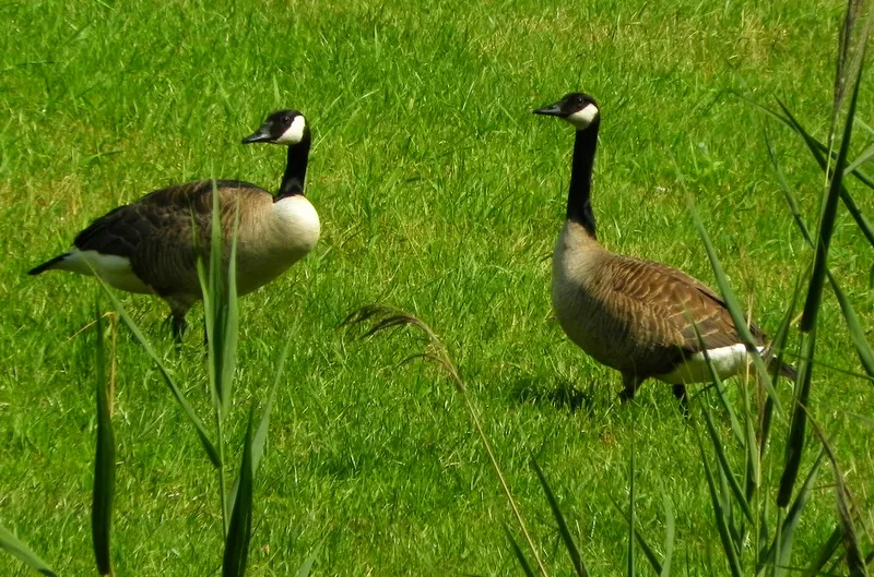 2020 06 24a canadese ganzen foto annie van bokhoven