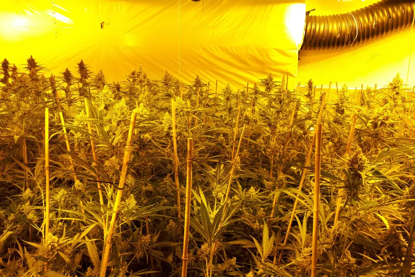 53020153 2211431368896132 8148683460328816640 o